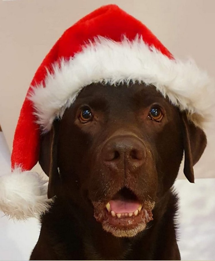 Brauner Labrador mit roter Weihnachtsmütze blickt freundlich in die Kamera – festliches Hundeporträt zur Weihnachtszeit.